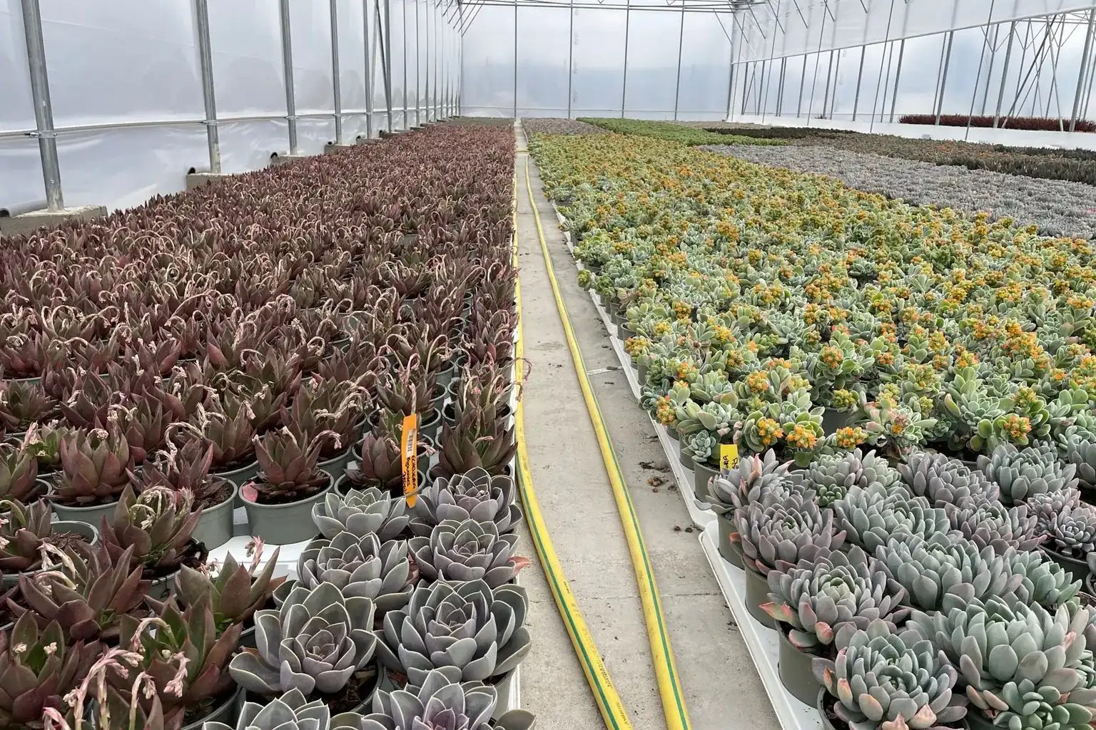 Watering peat-based substrates: rewetting, timing and drainage