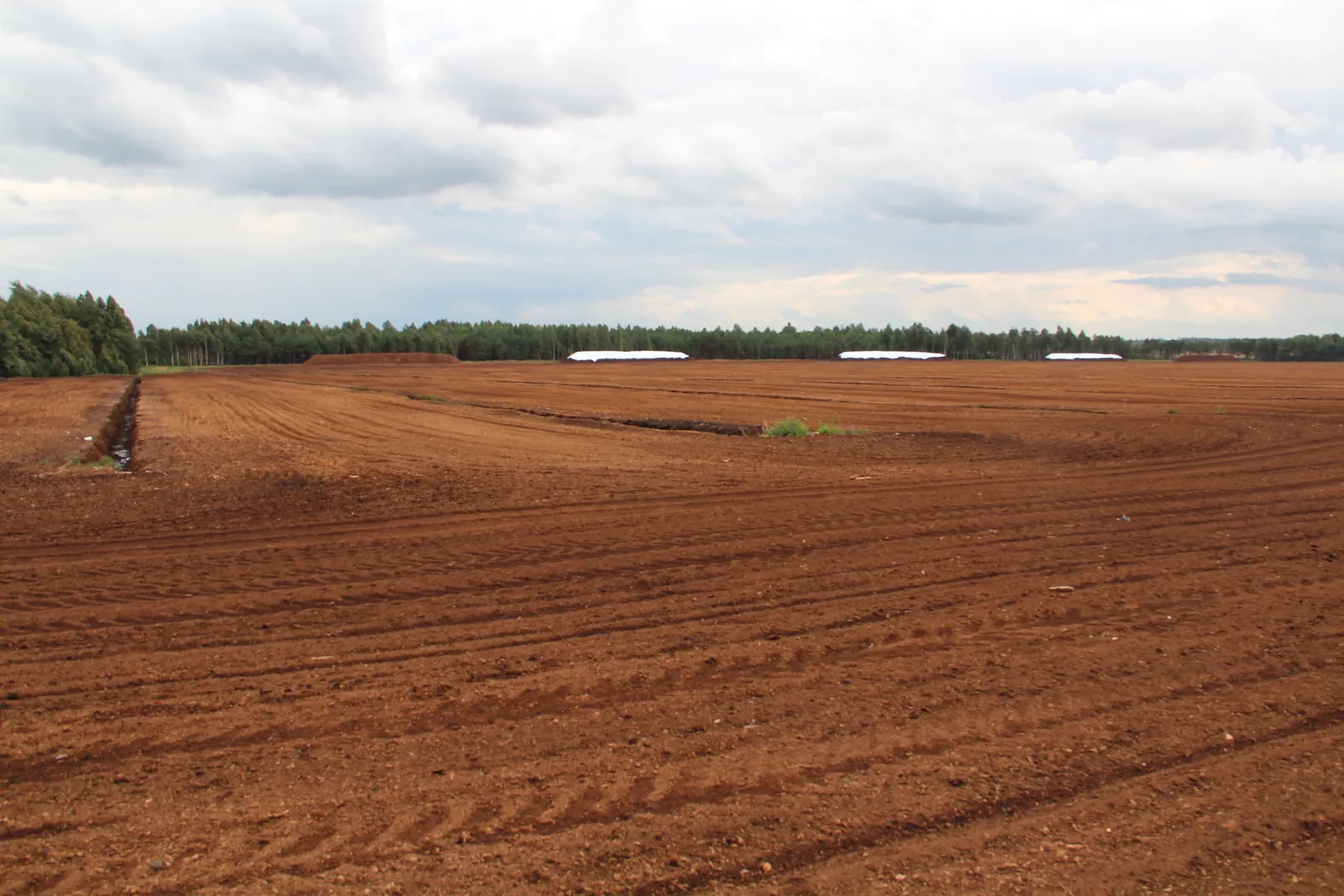 The open bog after the season
