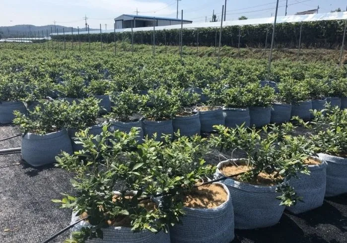 Blueberries grown in bags