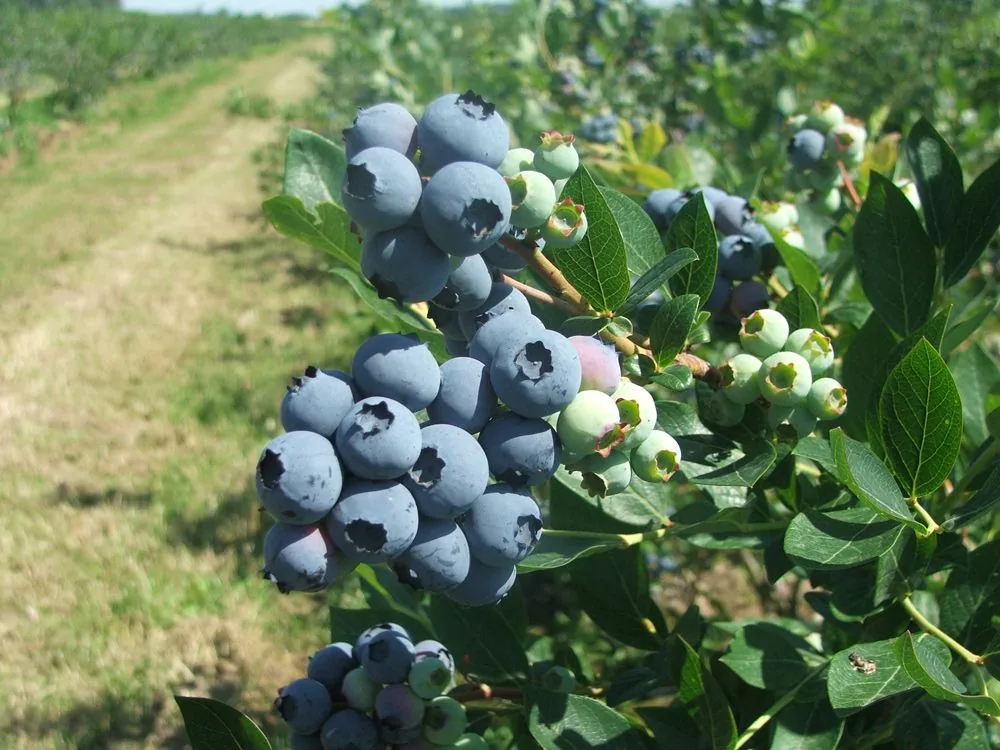 Ripe blueberries on the bush