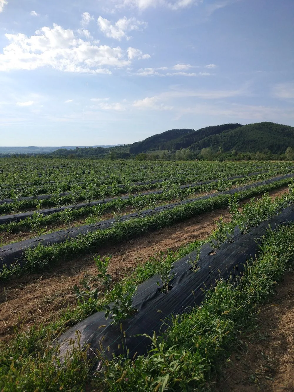 Young blueberry plants planted through mulch film