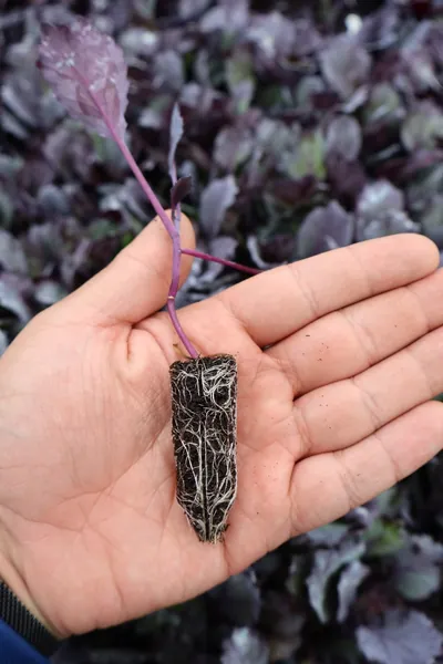 具有完整白色根系的幼苗穴盘苗