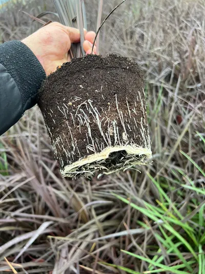 根团健康的盆栽植物