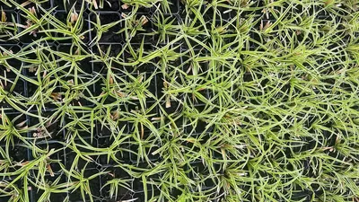 育苗盘中的密植幼苗