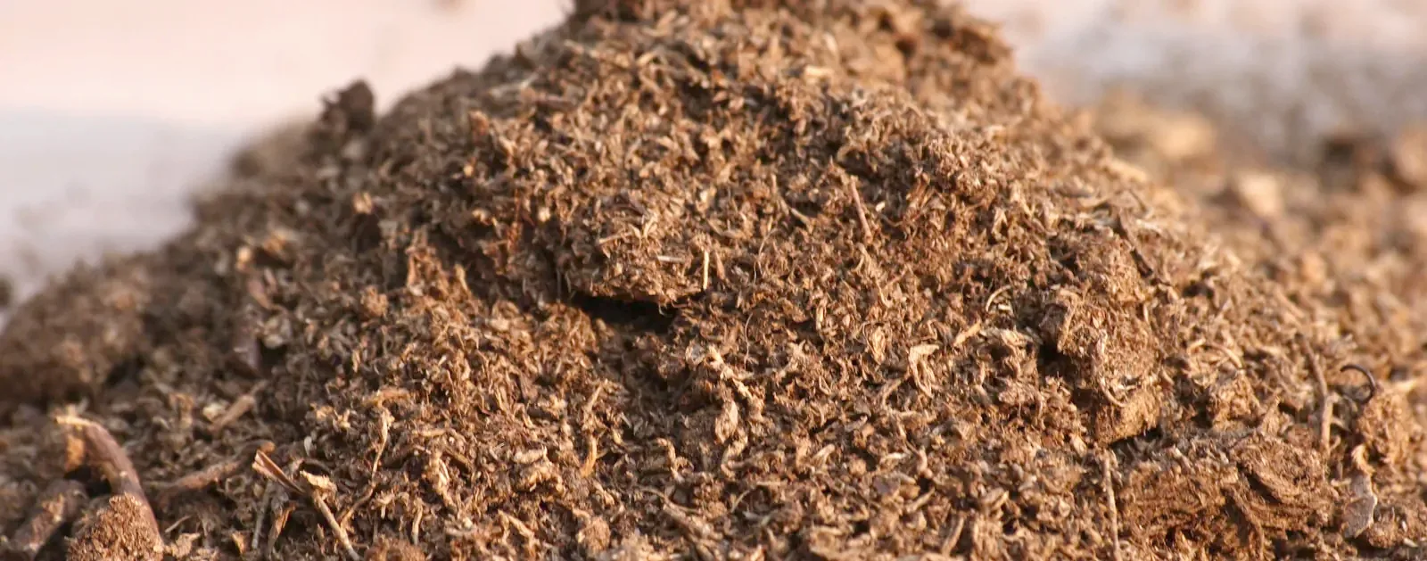 Screened Sphagnum peat moss, close up